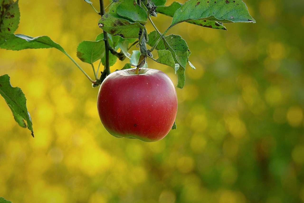Apple, paradise fruit, health — Award-Winning Psychiatrist Dr. Azfar Malik Driving Innovations in Mental Health Treatment and
