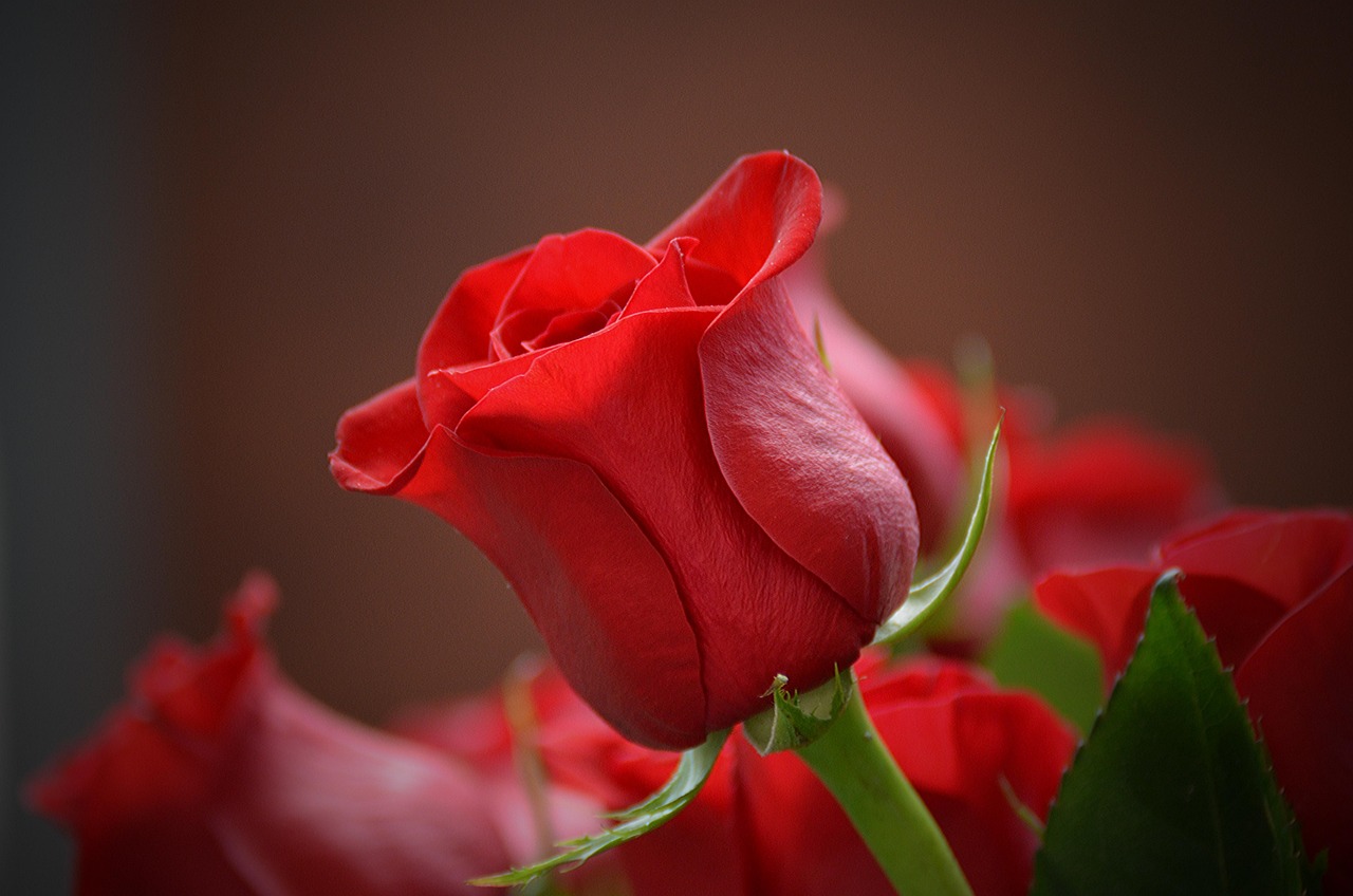 Flower, rose, red — How SMAS Facelift Before-and-After Transformations Show Lasting Improvements