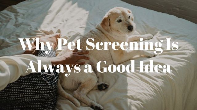 PetScreening Helps Landlords Reduce Property Damage Risk